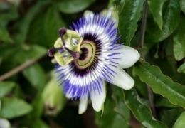 Passion Flower, a natural relaxant full of benefits