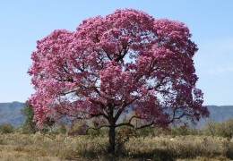 Infusión de Corteza de Pau D'Arco - Propiedades milagrosas del Ipê Roxo