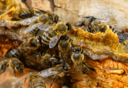 What is Bee Propolis? Find the Health Benefits