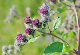 Burdock Root Tea - Discover the Health Benefits