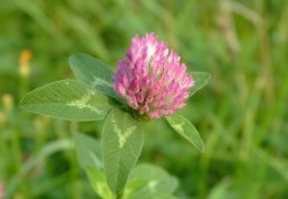 Red Clover: Contraindications and Side Effects