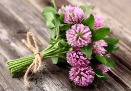 Red Clover for Menopause - Another Source of Isoflavones